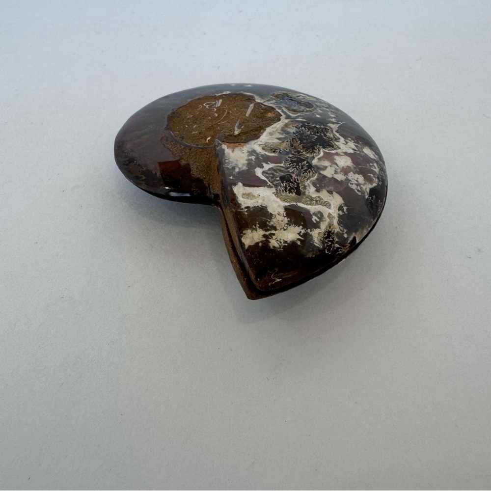 Large Matching Pair of Iridescent Polished Ammonite Fossils from Morocco - Picture 8 of 16